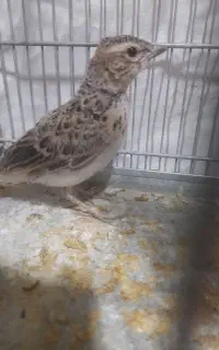 جوجه سهره