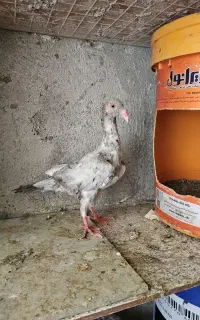 کبوتر هفت رنگ دنش
