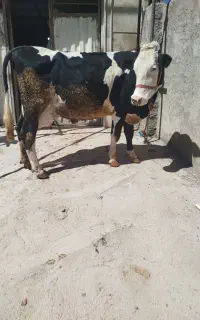 سیمنتال شیری ۲۰کیلوشر و ابست