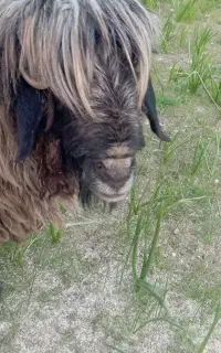 قوچ تهه زنگ بختیاری