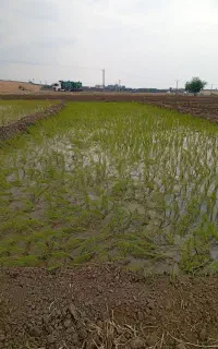 برنج دمسیاه