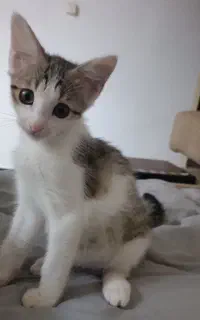 واگذاری فوری بچه گربه