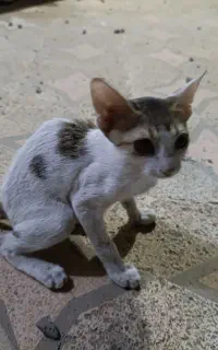 واگذاری بچه گربه