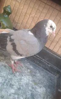 کفتر کله دم سبز و کفتر سفید