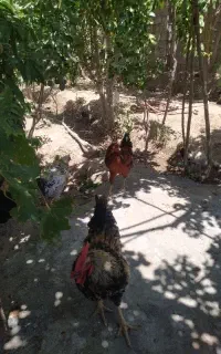 خروس مزرعه