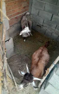 چپش