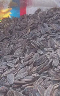 تخمه کانادایی