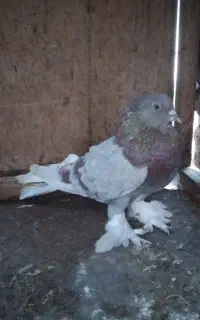 کبوتر