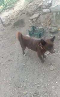 سگ زرنگ و باهوش
