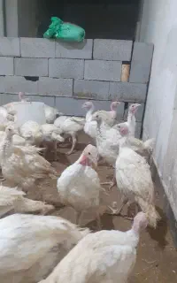 بوقلمون بیوتی
