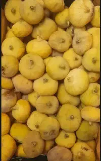 انجیر زرد