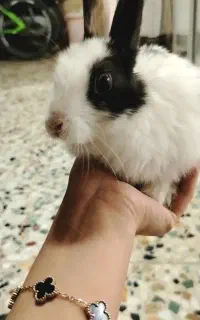 بچه خرگوش