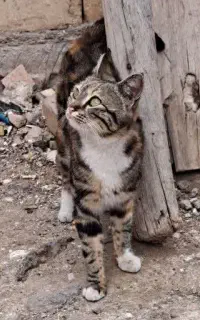 گربه