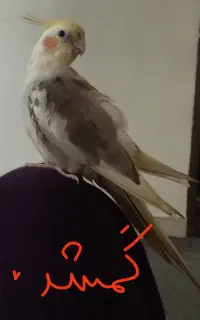 عروس هلندی گم شده