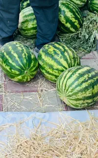 هندوانه شیش کیلو به بالا
