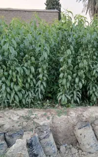 انواع نهال مرکبات وسیاه درخت باکیفیت