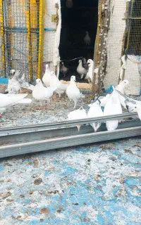 کبوتر یا کفتر