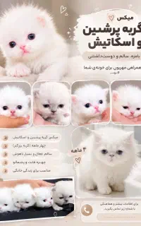 فروش گربه پرشیین اسکاتیش