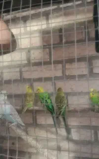 لوله اسپیلت