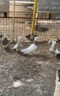 کبوتر طوقی