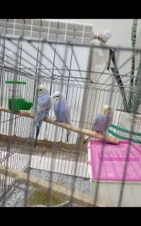 مرغ عشق و فنج کلی میفروشم