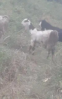 بز‌غاله‌‌‌اصل‌جنس
