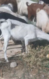 بز سانن