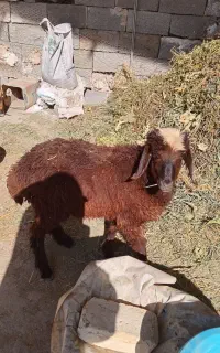 بره میش بز بزغاله