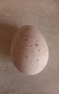 تخم بوقلمون نطفه دار دونه ای ۷۰