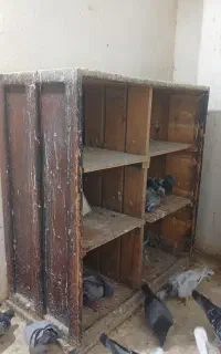 جفتگاه کبوتر