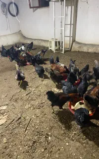 فروش تعداد ۷۰ عدد خروس