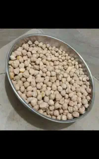نخود گریت