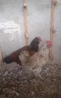جوجه خروس محلی