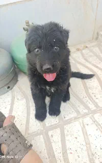 سگ ژرمن بلک