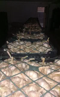 سیر بذری سورت شده مغان فقط ۷۰هزار تومن