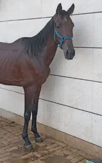 مادیان تروبرد ترکمن