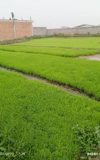 گل کاری زمین شالی هکتاری بادوتا تراکتور