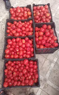 گوجه