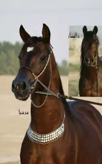 باشگاه سوارکاری سام