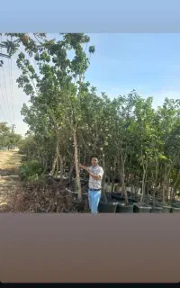 نهال گلدانی بادام پسته نهال صنوبر کبوده و میوه