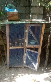 لانه مرغ  توافقی