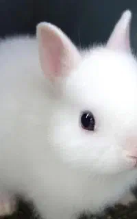 خرگوشم گم شده