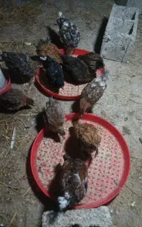 جوجه تخم گذار گلپایگان