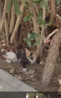 گربه خونگی زیبا