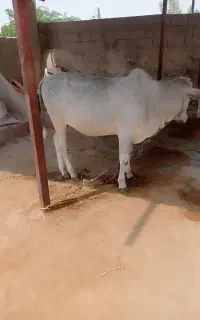 گاو