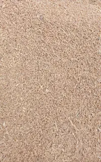 گندم پیشگام