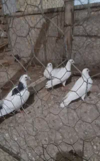 کفتر
