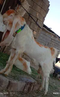 نر گلابی