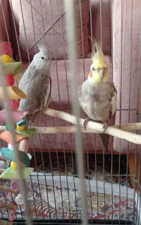 عروس هلندی جفت
