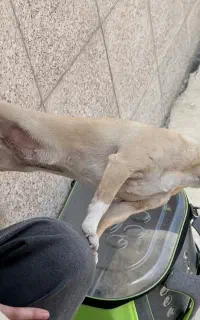 پت خانگی